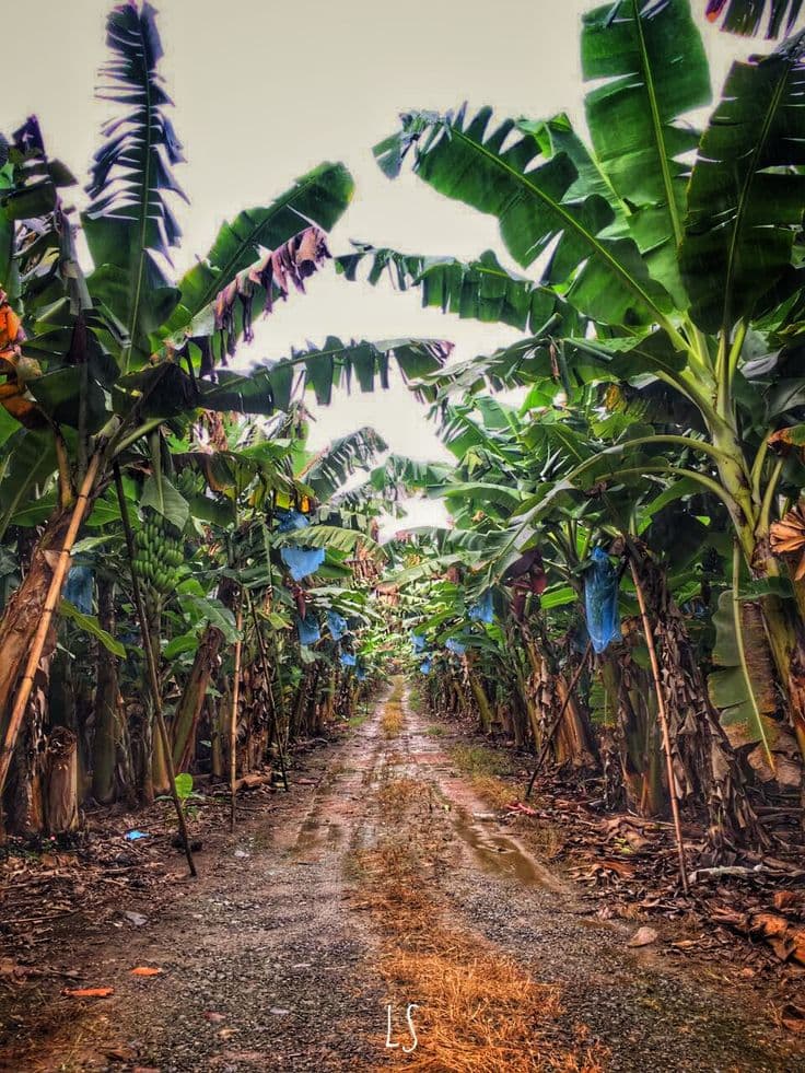 Camino entre plantaciones de banano