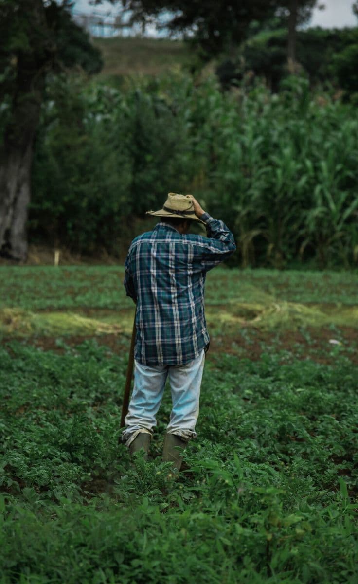 El agricultor es el director técnico: los campeones no dependen de la suerte