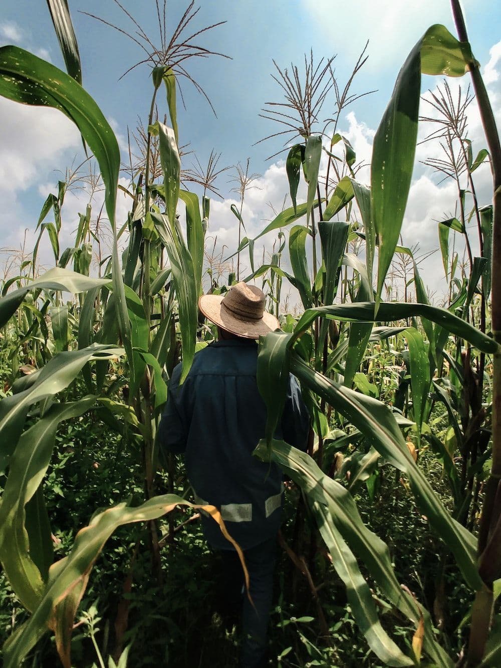 Agrónomo en un campo de maíz