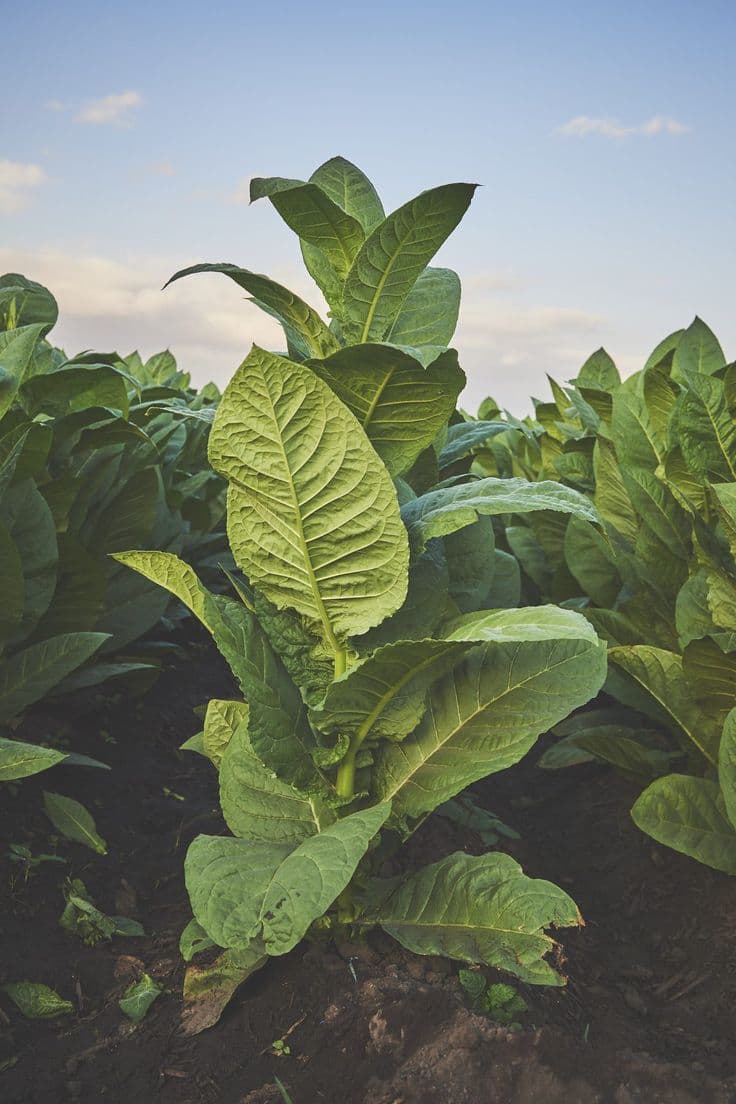 Plantación de tabaco